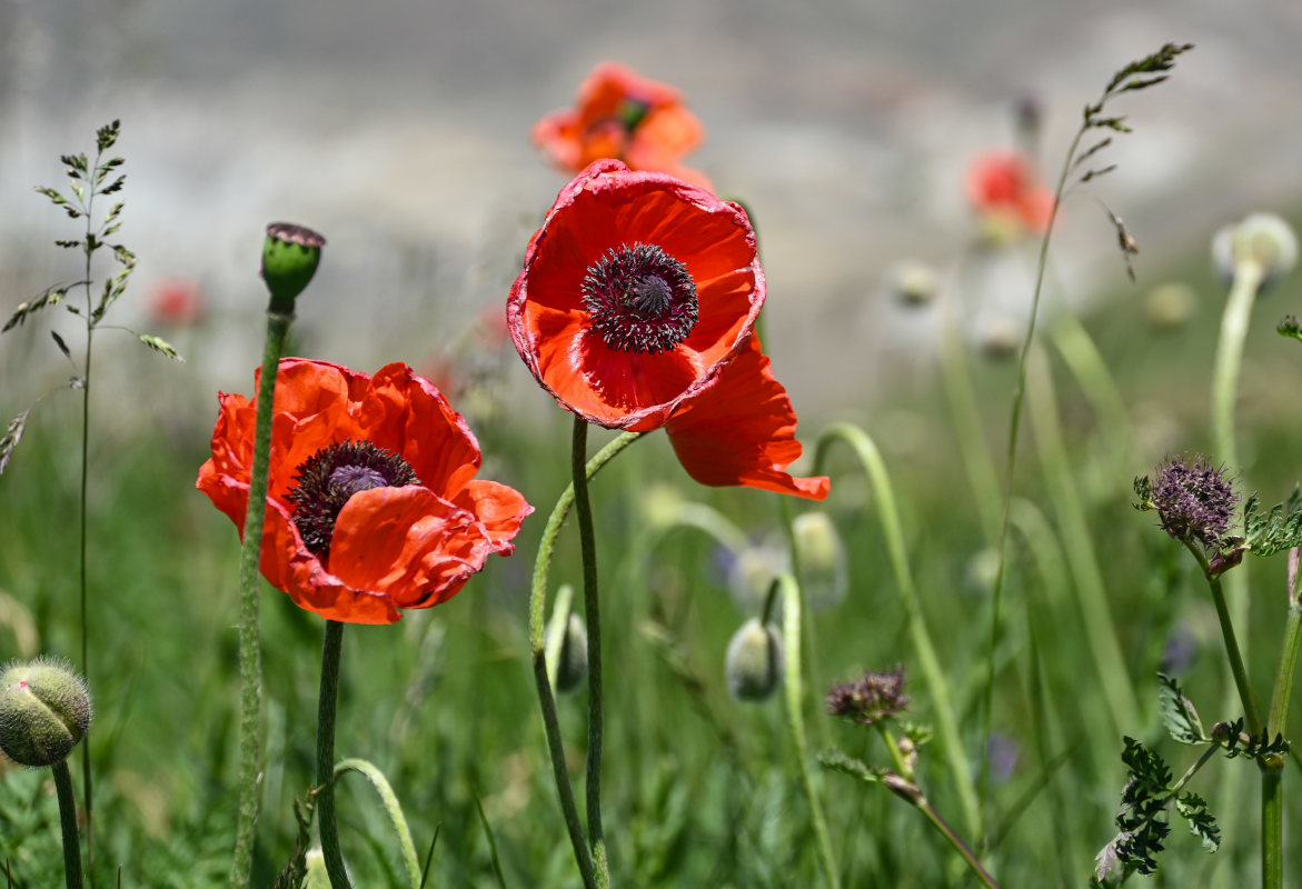 Изображение особи Papaver orientale.