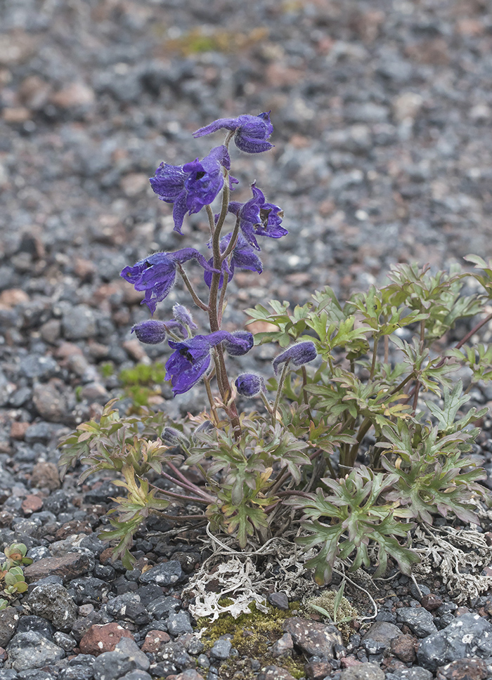 Изображение особи Delphinium caucasicum.