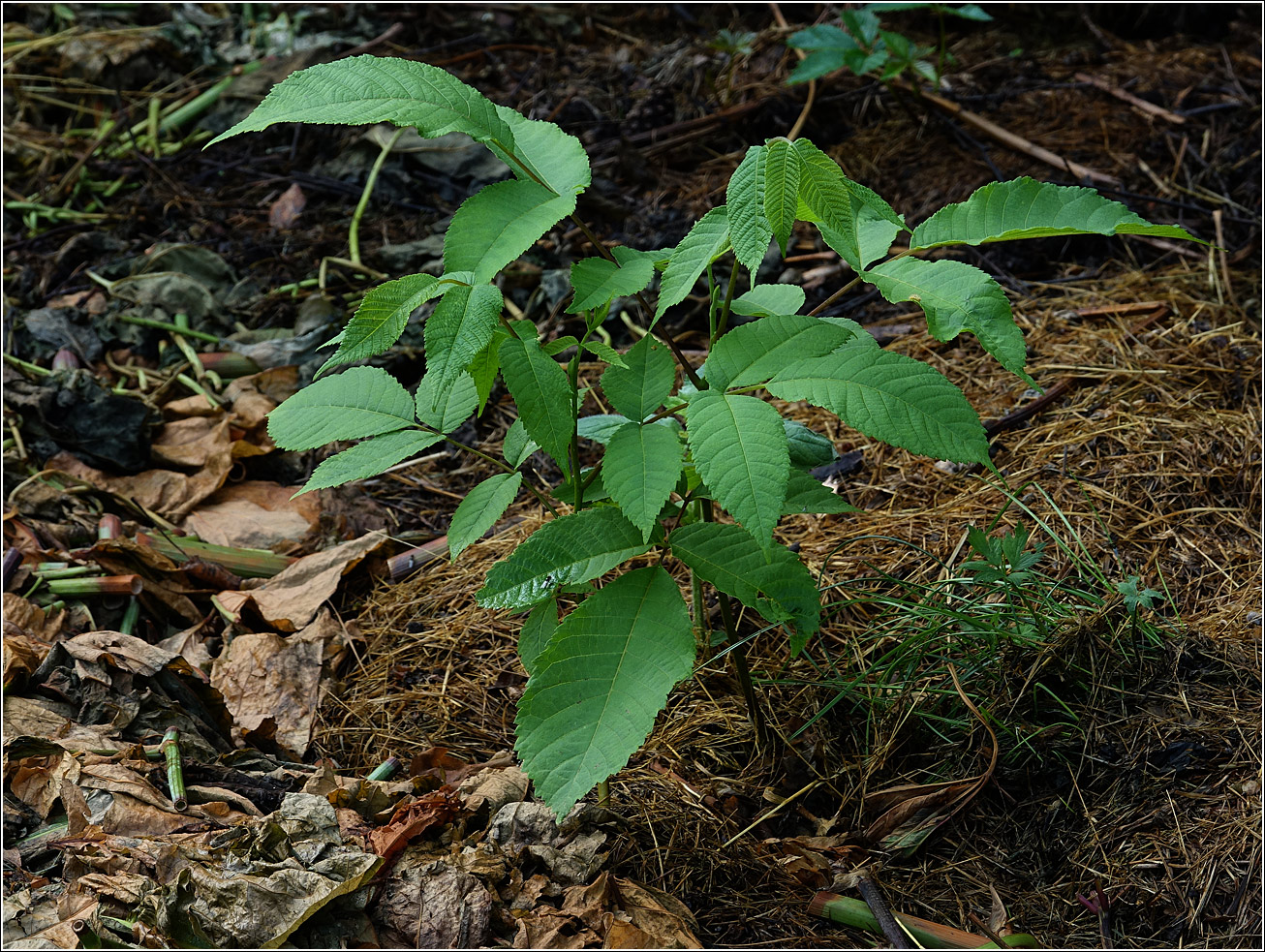 Изображение особи Juglans mandshurica.