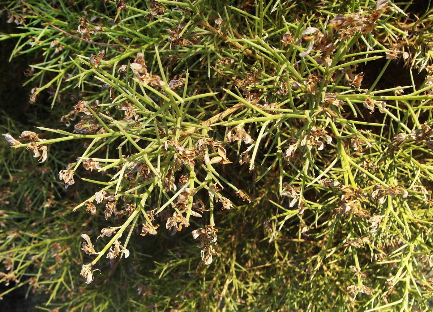 Image of Genista acanthoclada specimen.