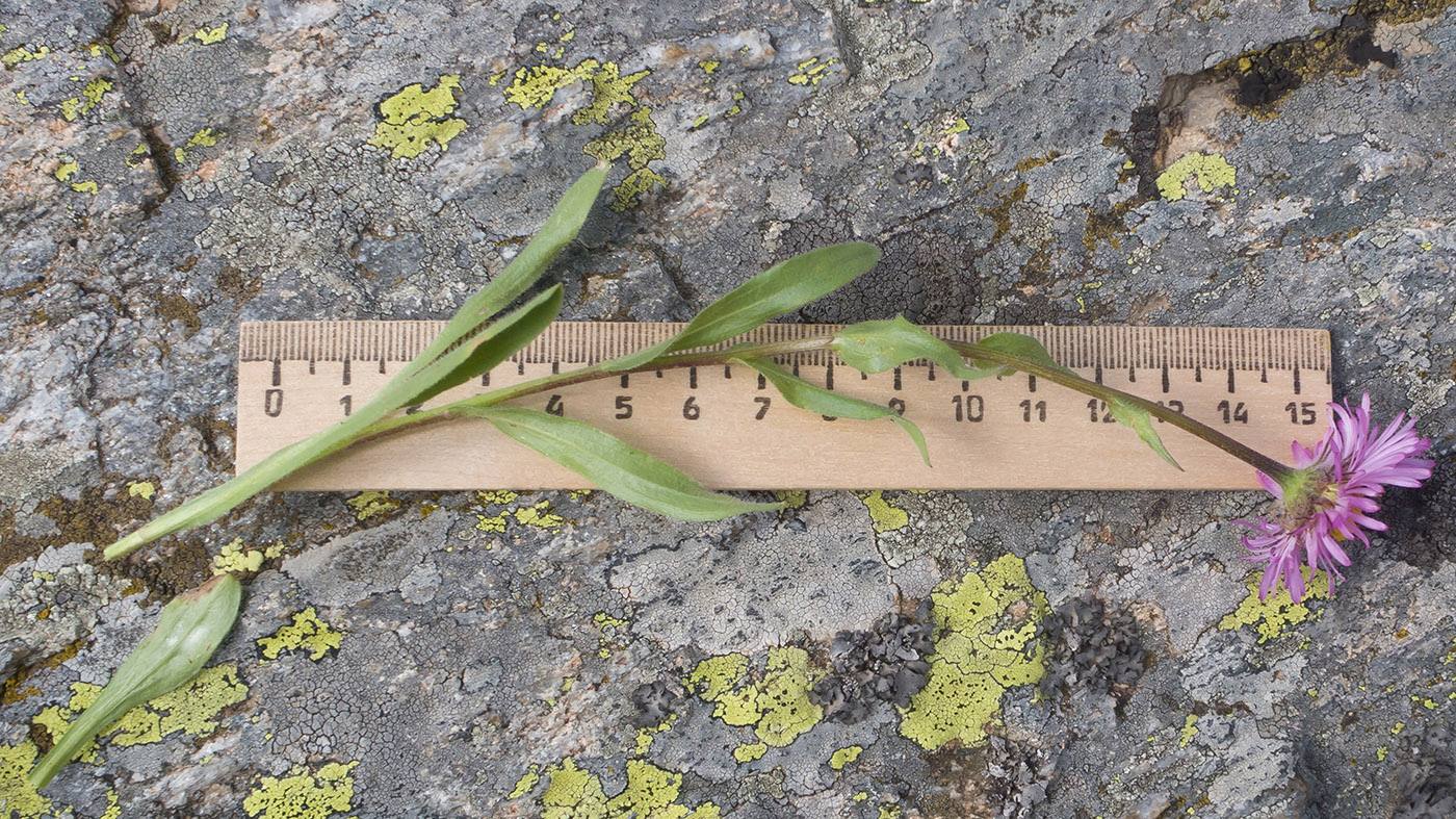 Image of Erigeron venustus specimen.