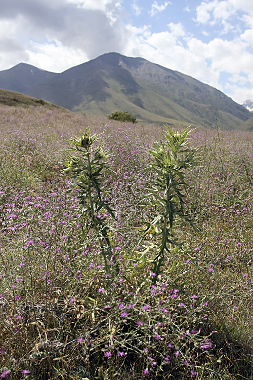 Image of Cirsium turkestanicum specimen.