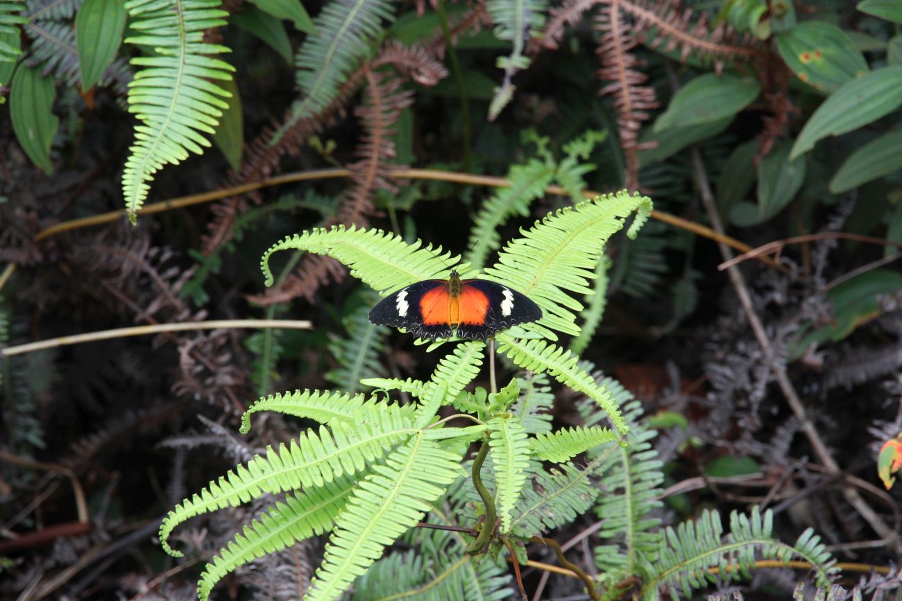 Image of Dicranopteris linearis specimen.