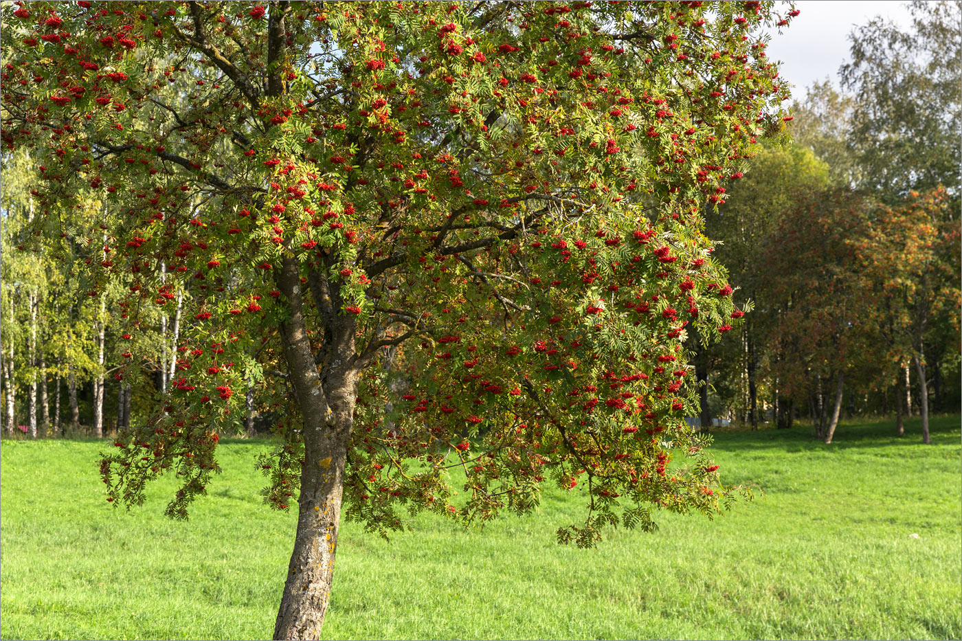 Image of Sorbus aucuparia specimen.