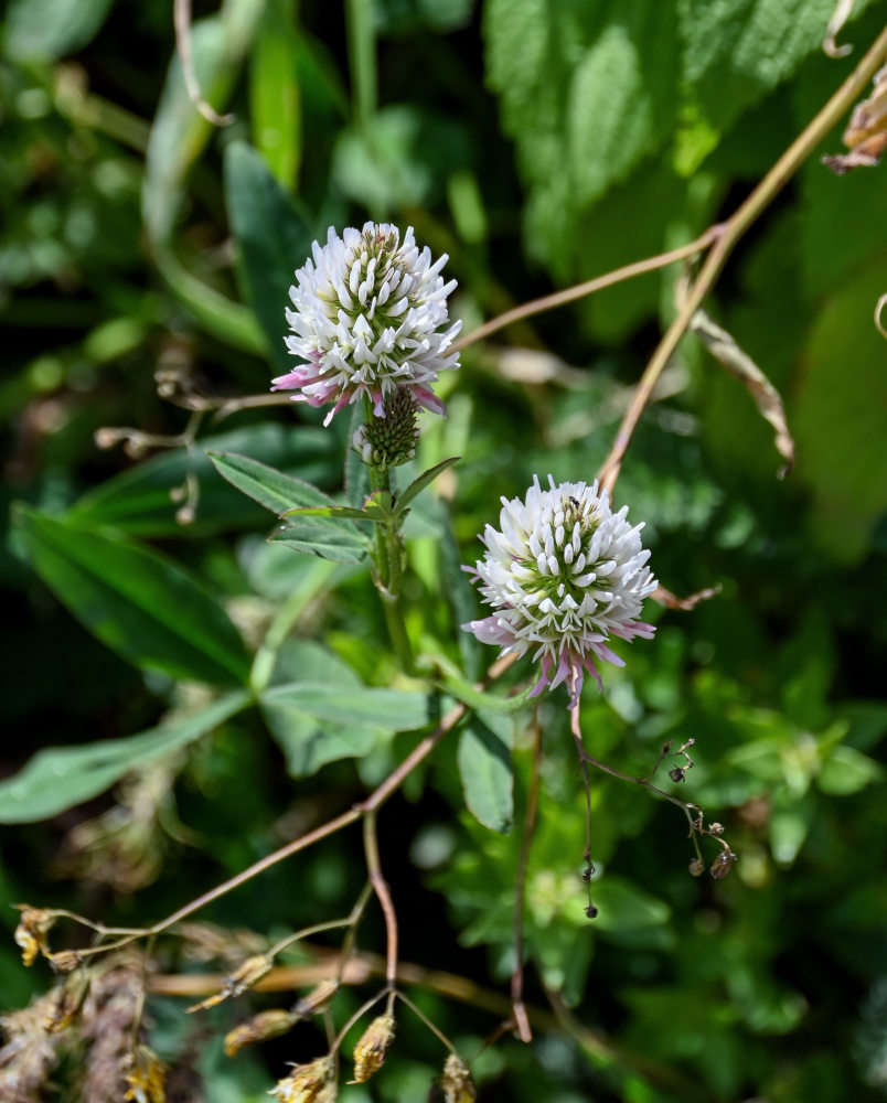 Изображение особи Trifolium ambiguum.