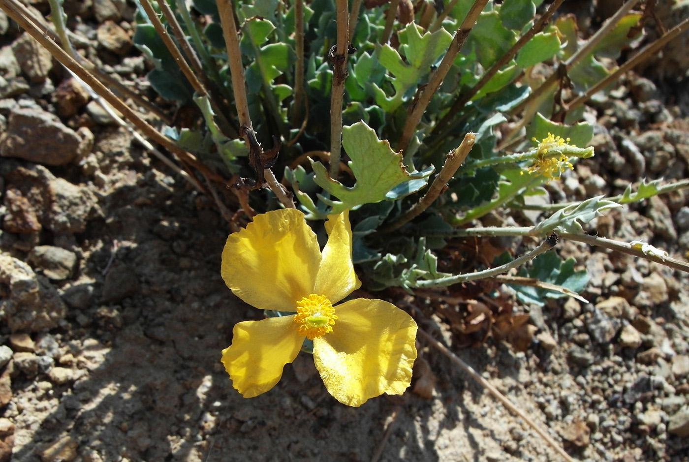 Изображение особи Glaucium squamigerum.