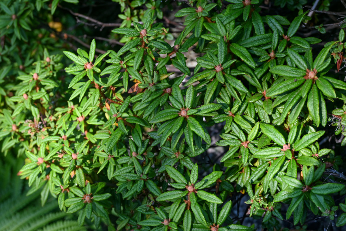 Image of Ledum hypoleucum specimen.