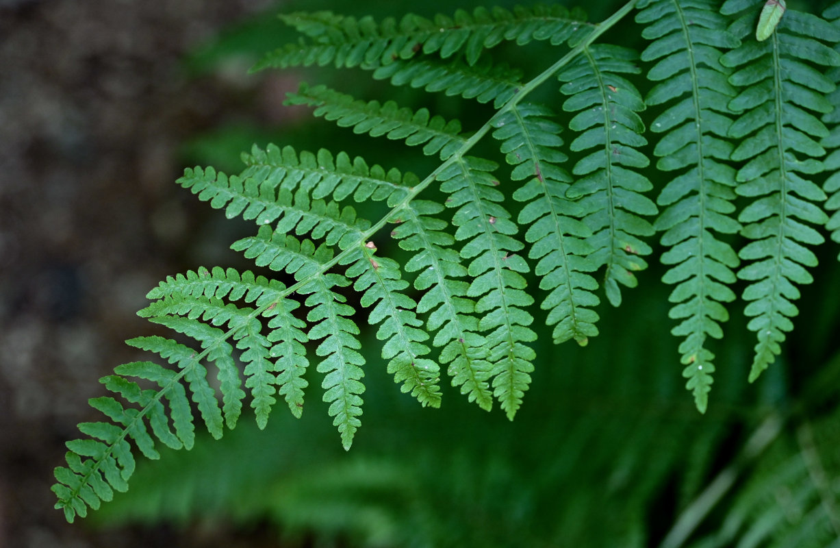 Изображение особи Pteridium tauricum.