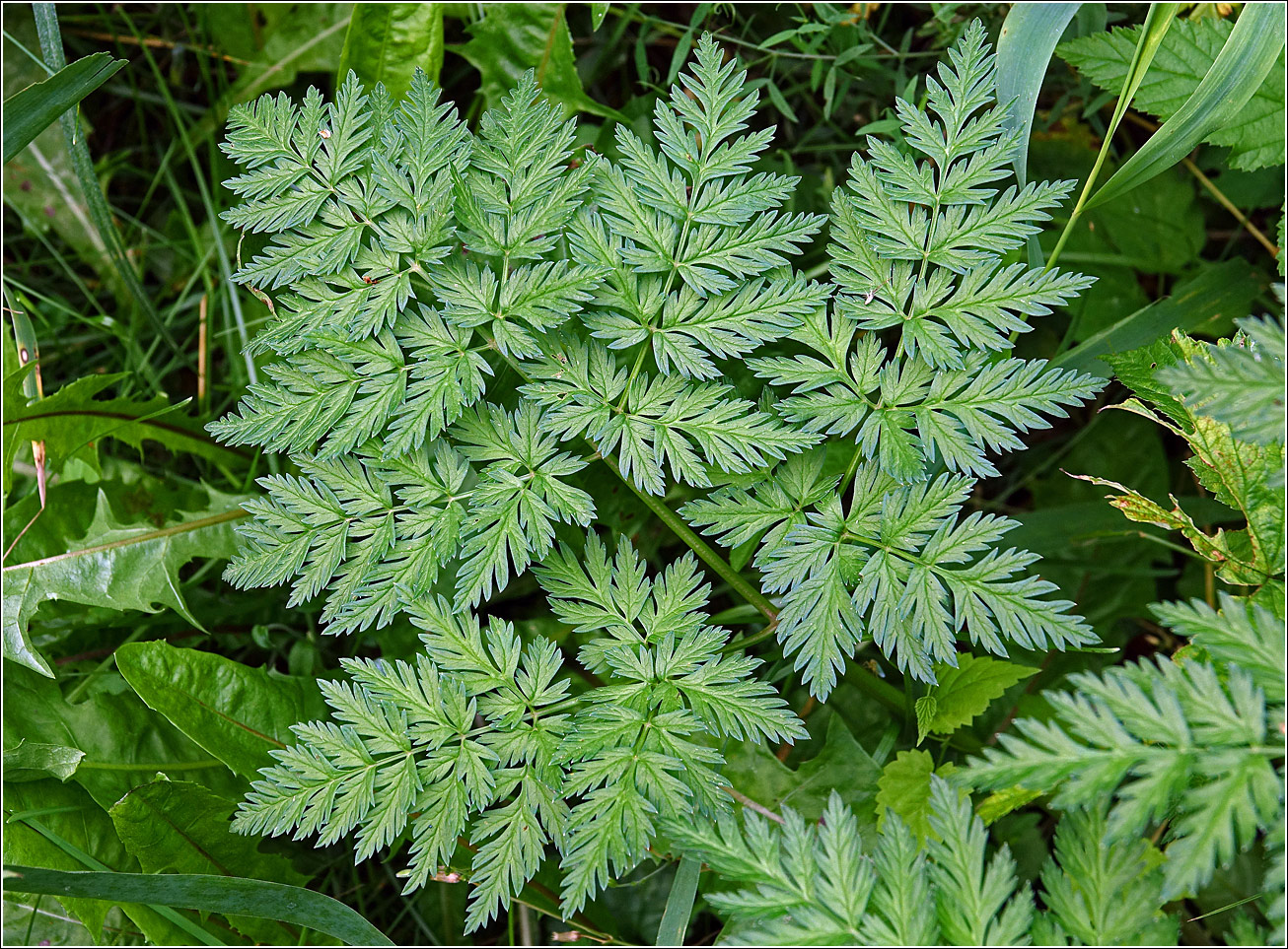 Изображение особи Anthriscus sylvestris.