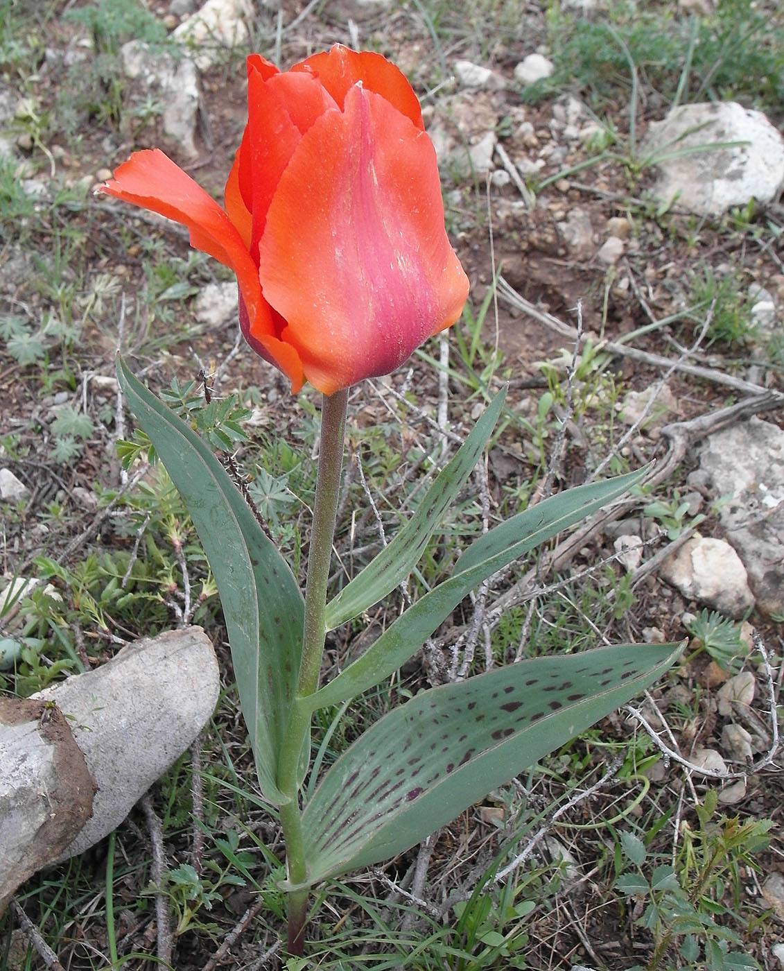 Image of Tulipa greigii specimen.