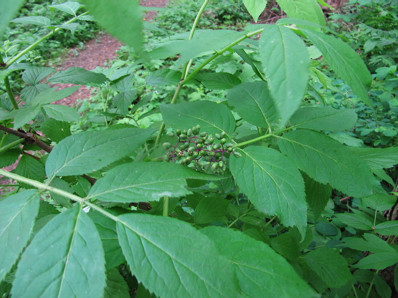 Image of Sambucus racemosa specimen.