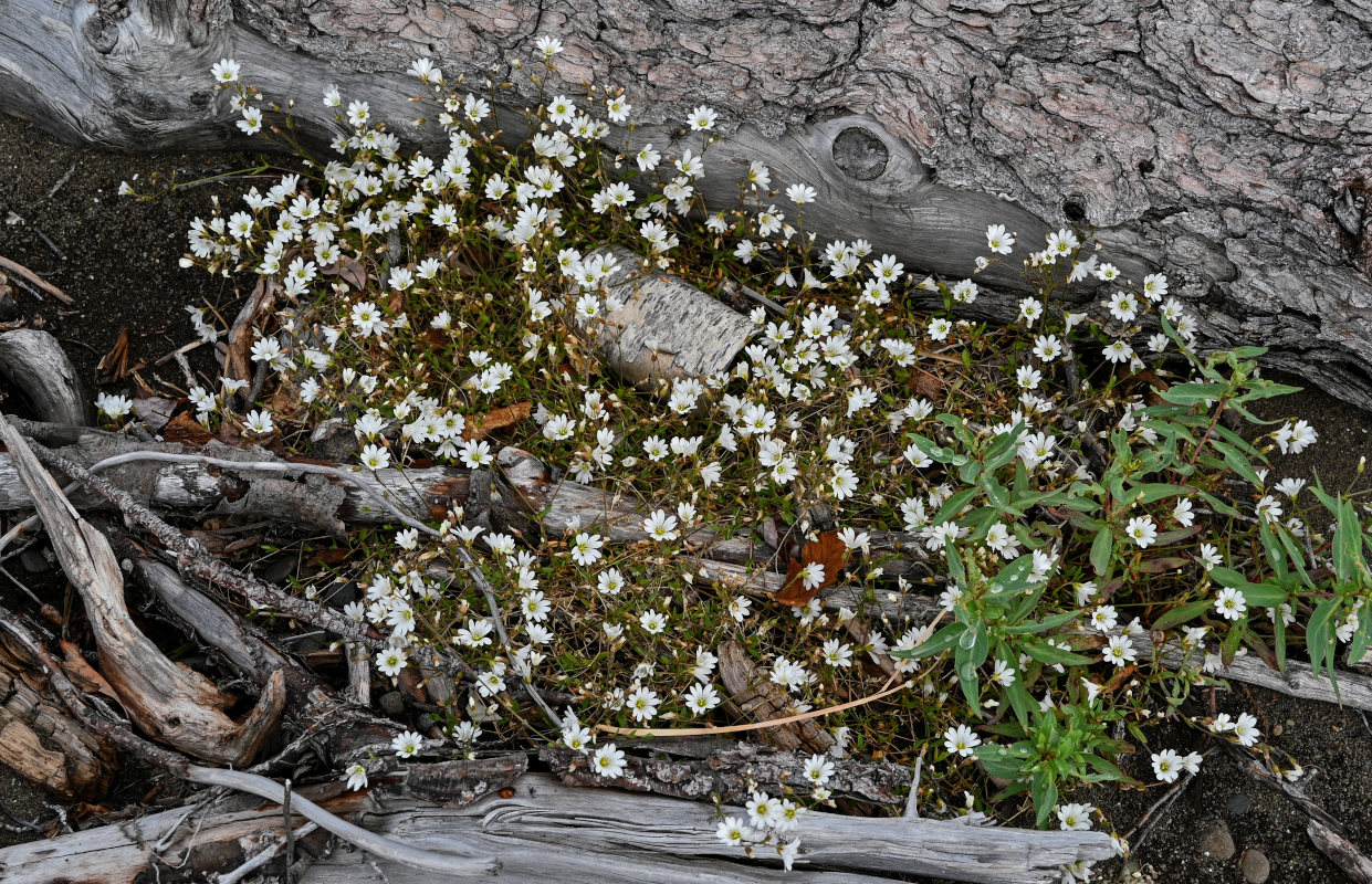 Image of Cerastium regelii specimen.