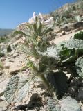 Phlomoides sewerzovii