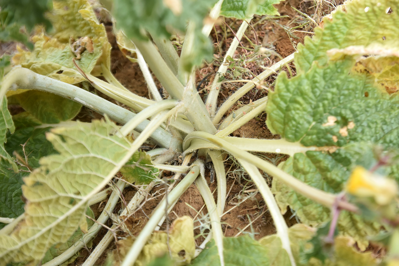 Image of Eremostachys tuberosa specimen.