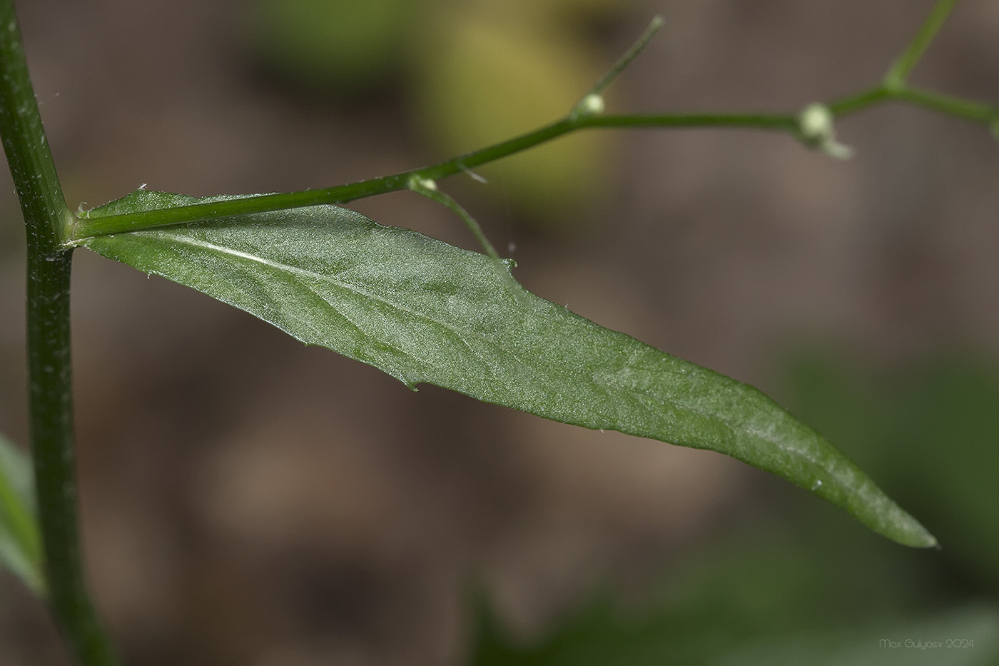 Image of Lapsana intermedia specimen.