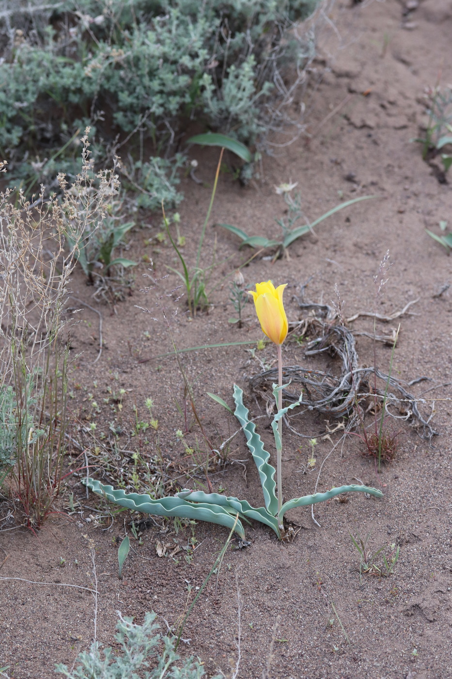 Изображение особи Tulipa behmiana.