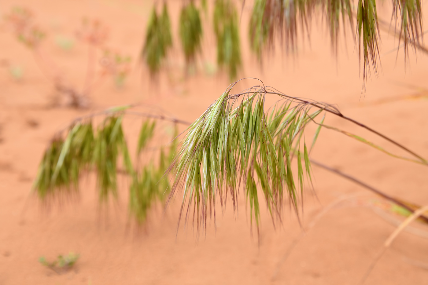 Image of Anisantha tectorum specimen.