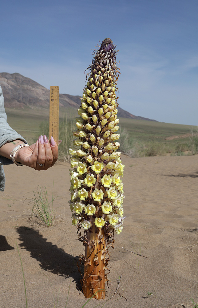 Image of Cistanche flava specimen.