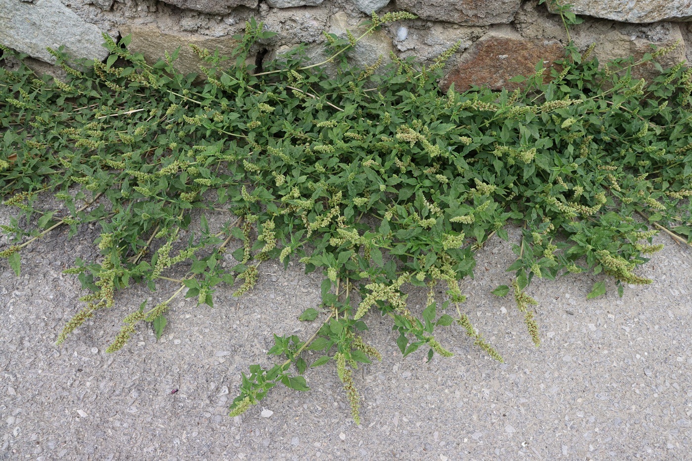 Image of Amaranthus deflexus specimen.