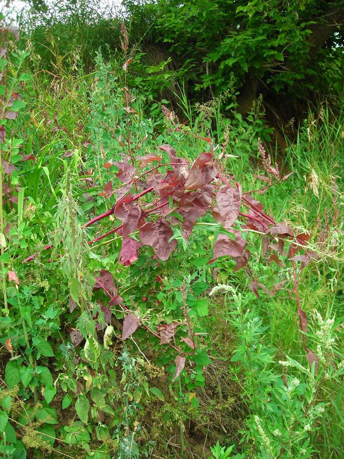 Изображение особи Atriplex hortensis.