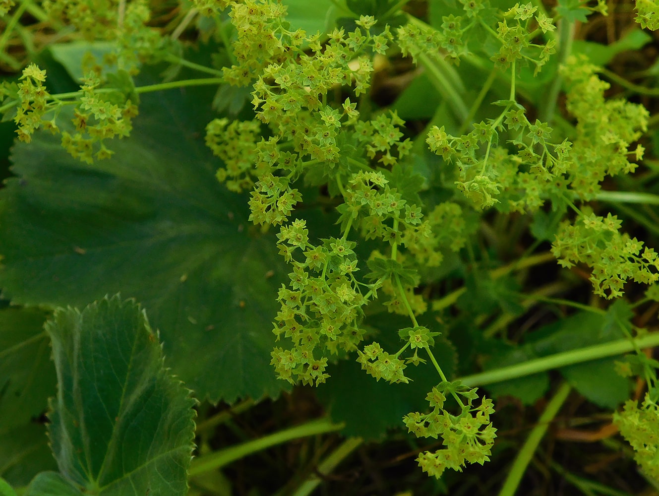 Изображение особи Alchemilla mollis.