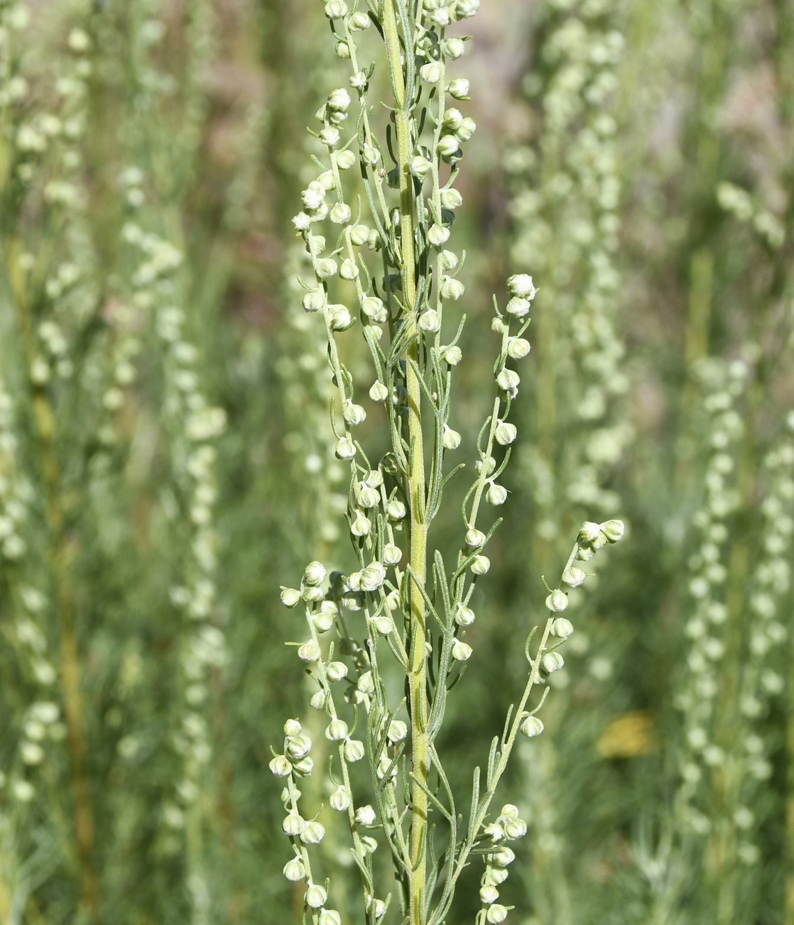 Изображение особи Artemisia dracunculus.