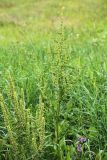 Rumex stenophyllus. Верхние части плодоносящих растений. Приморский край, г. Владивосток, на газоне. 07.09.2024.