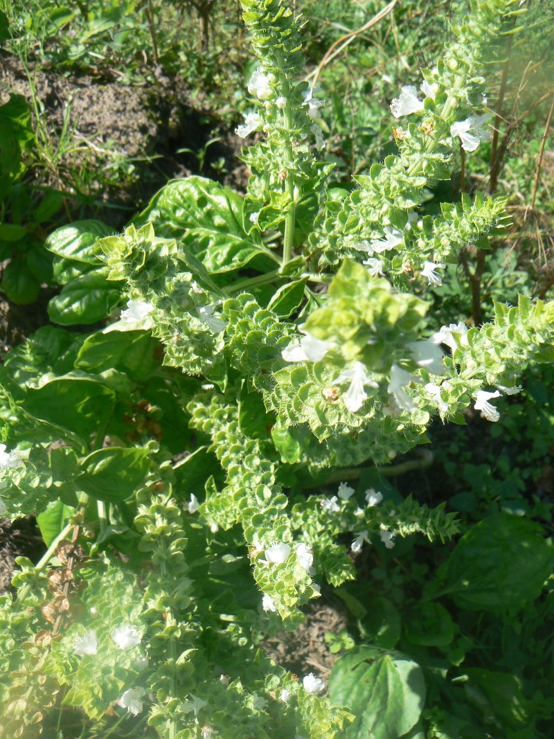 Image of genus Ocimum specimen.