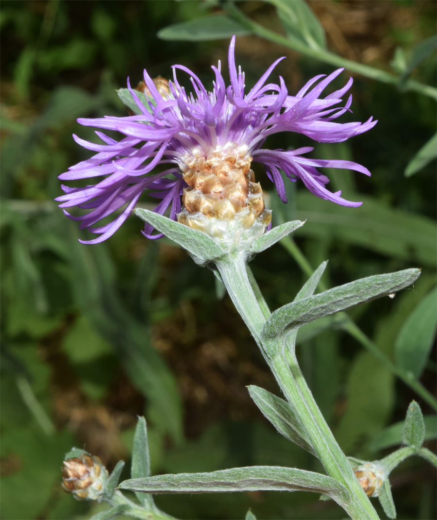 Изображение особи Centaurea jacea.