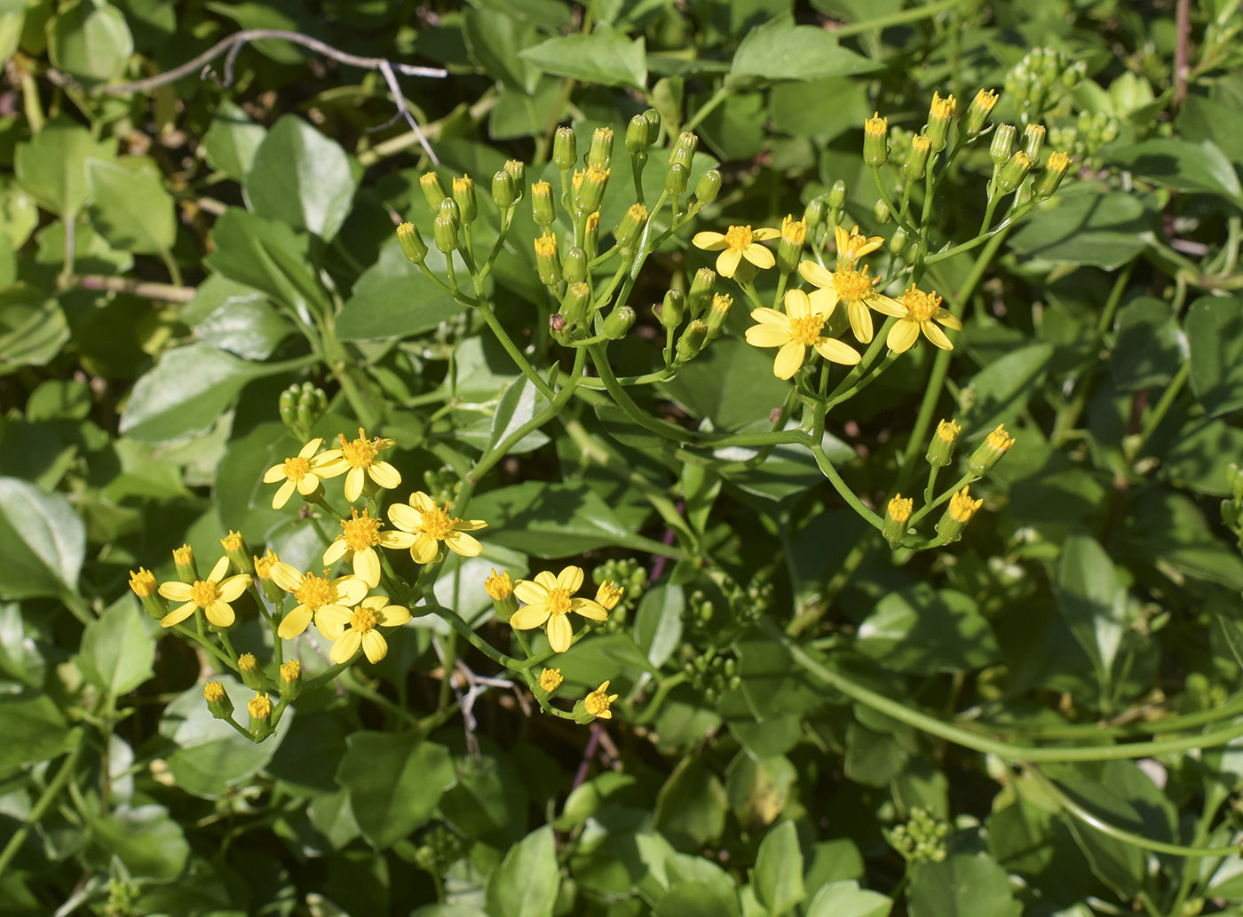 Image of Senecio angulatus specimen.