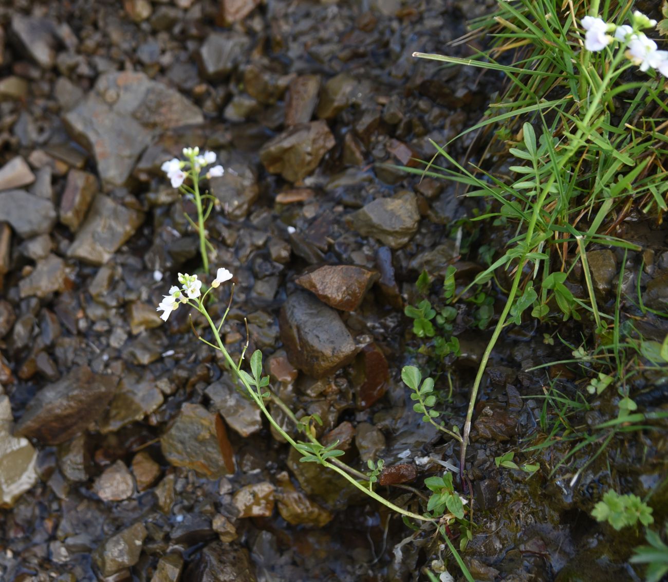 Image of Cardamine seidlitziana specimen.