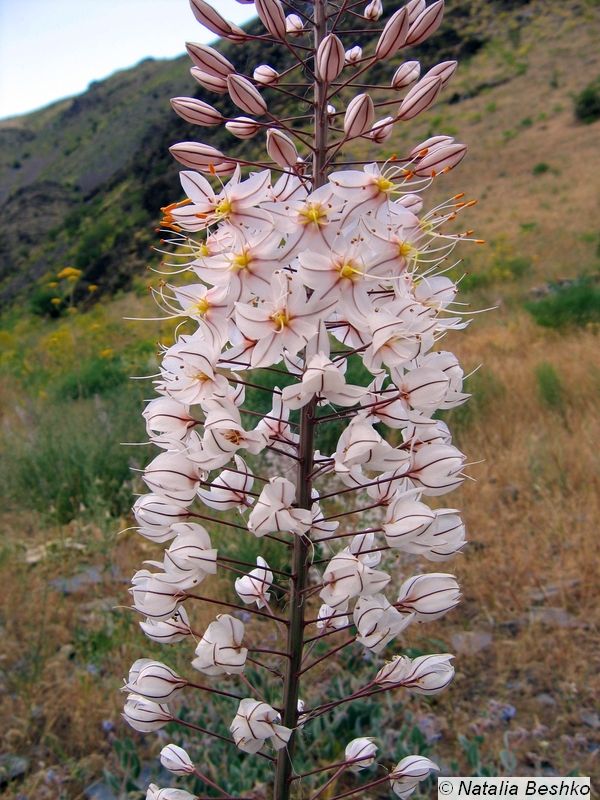 Image of Eremurus olgae specimen.