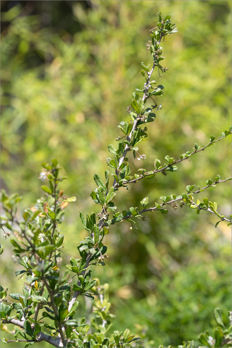 Изображение особи Ehretia microphylla.