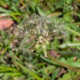 Taraxacum stenocephalum. Соплодие с частично облетевшими семянками. Кабардино-Балкария, Черекский р-н, ЮВ склон горы Агачбаши, ≈ 2400 м н.у.м., альпийский луг. 30.07.2024.