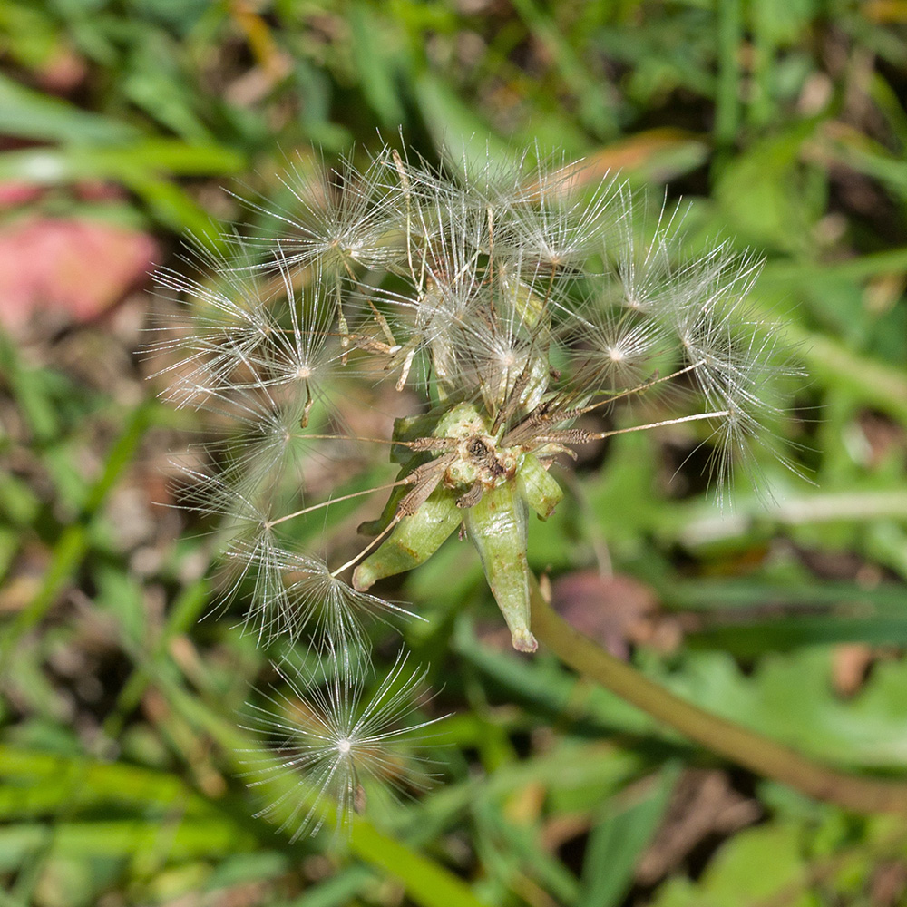 Изображение особи Taraxacum stenocephalum.