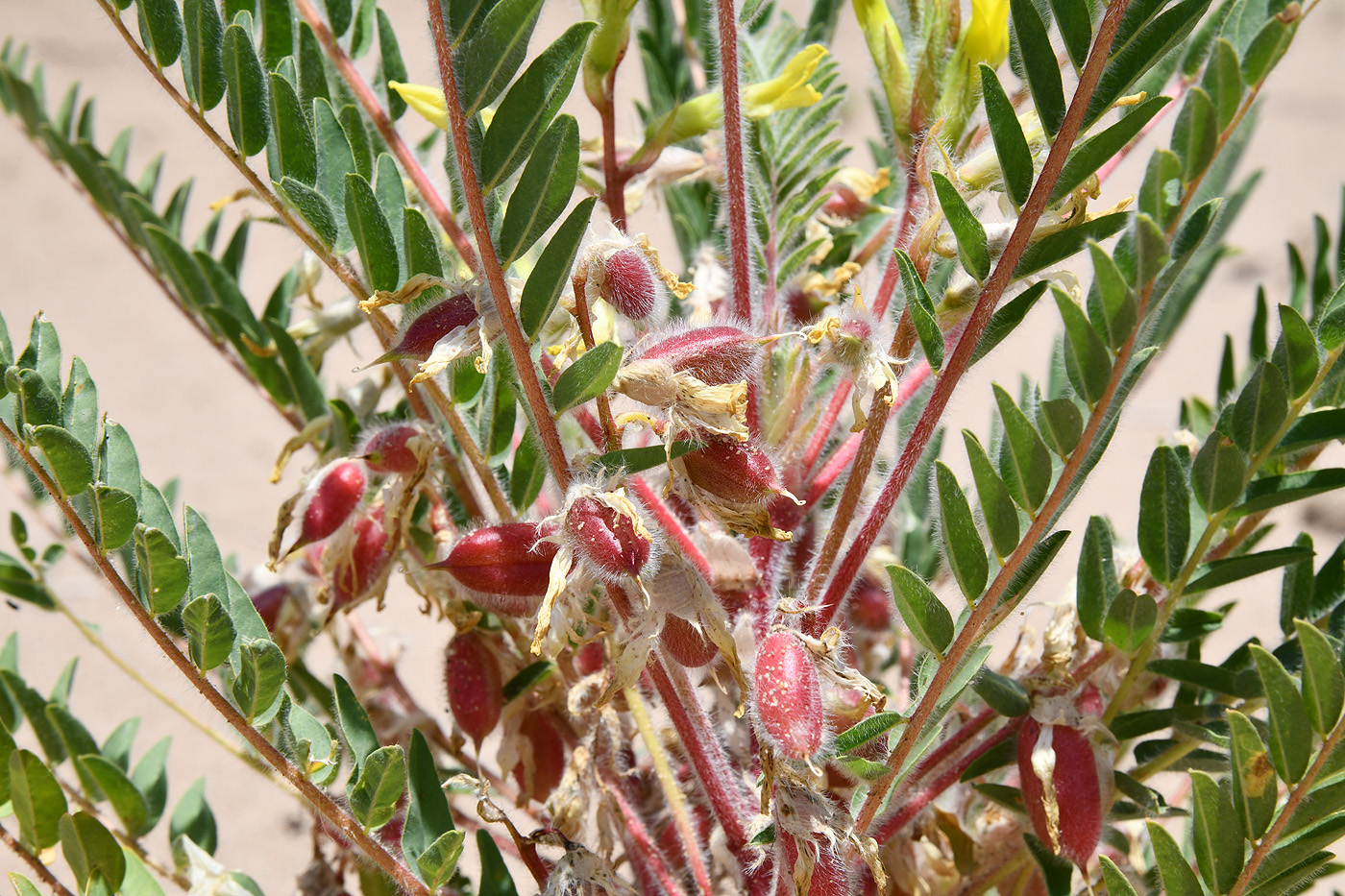 Изображение особи Astragalus rubtzovii.