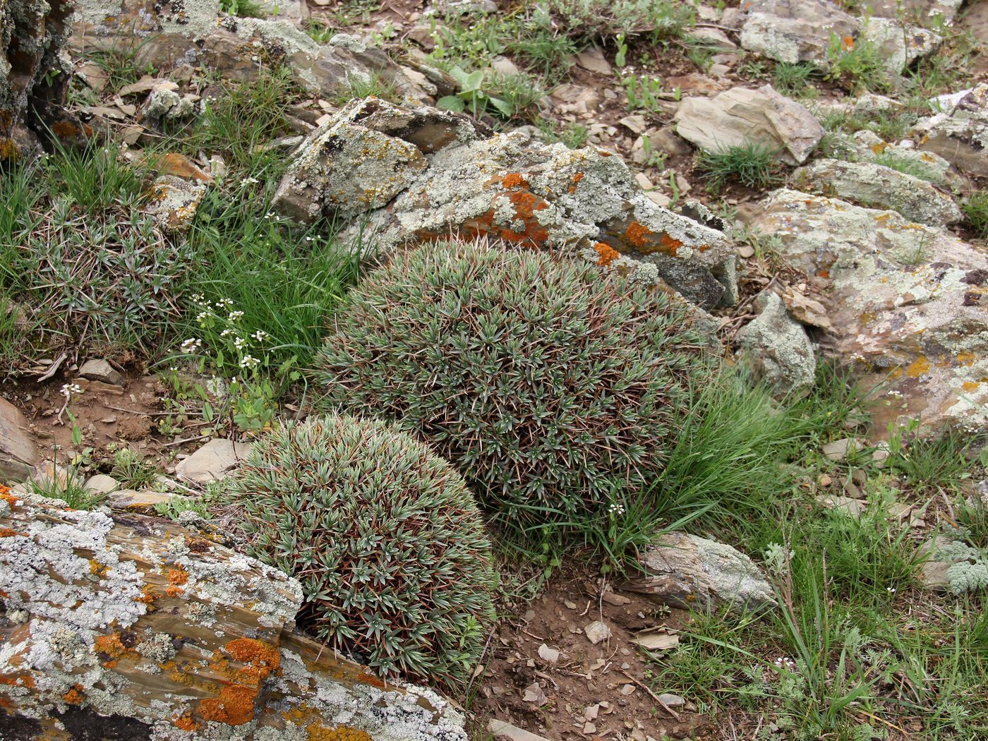 Image of Acantholimon tataricum specimen.