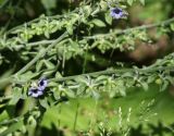 Cynoglossum creticum