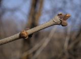 Смотреть изображение род Fraxinus