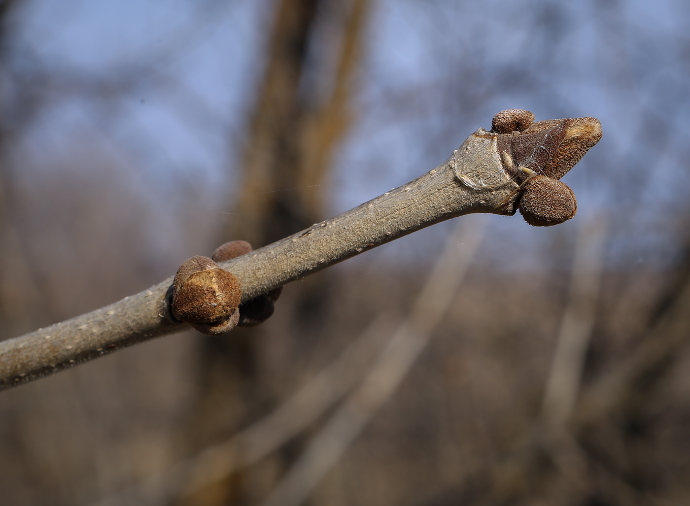 Изображение особи род Fraxinus.