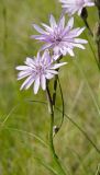 View full-size image Scorzonera purpurea