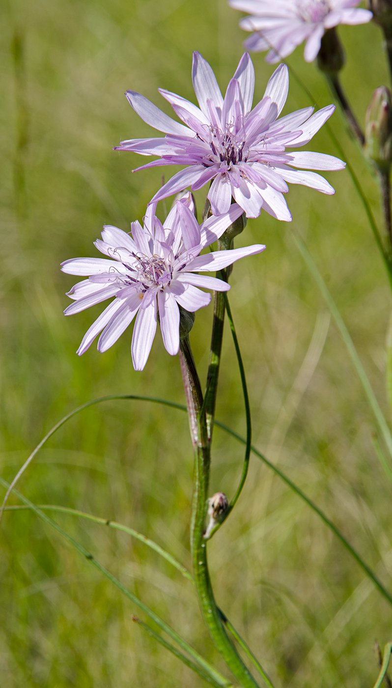 Image of Scorzonera purpurea specimen.