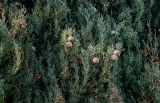 View full-size image Cupressus sempervirens