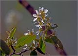View full-size image Amelanchier spicata