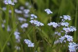 View full-size image Myosotis sylvatica