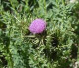 View full-size image genus Carduus