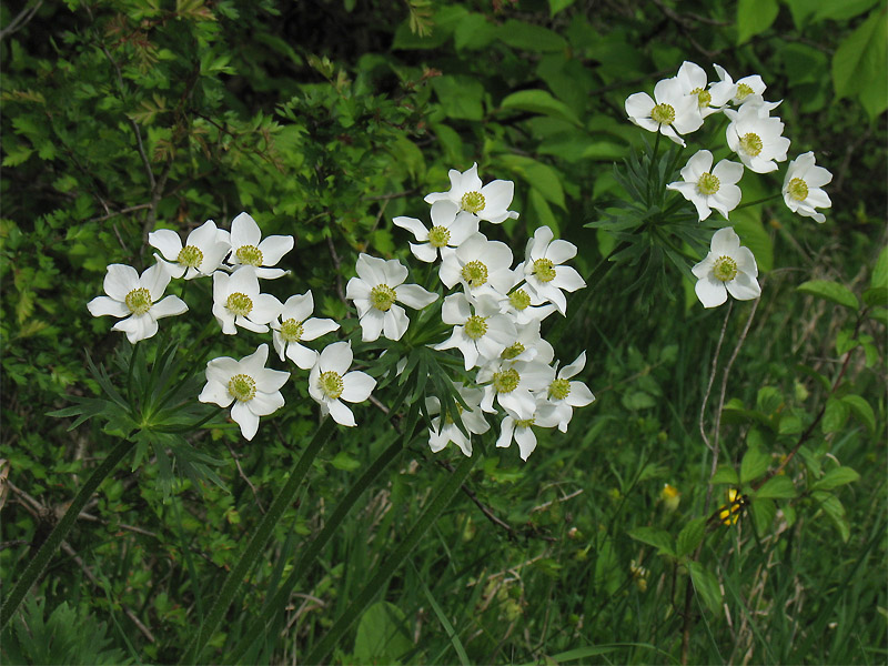 Image of Anemonastrum narcissiflorum specimen.