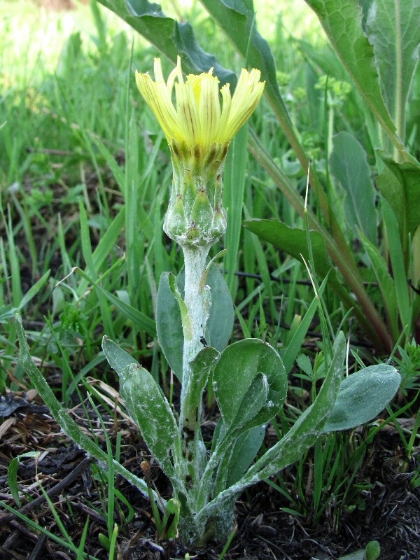 Изображение особи Scorzonera humilis.