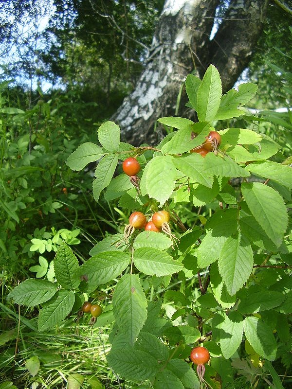 Image of Rosa cinnamomea specimen.