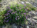 Astragalus subpolaris. Цветущее растение. Кольский п-ов, Восточный Мурман, Дальние Зеленцы. 07.07.2011.